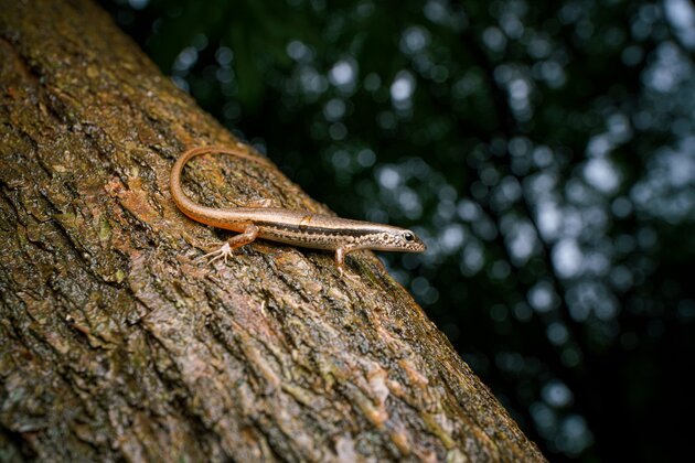 Laowa, ©LangGuai
